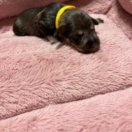 Royal ( yellow collar) - Parti female Miniature Schnauzer puppy in Chicago, Illinois from Cuddly Cutts Pets