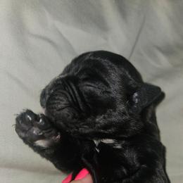 Solid black sealed BOY - Brindle male Boxer puppy in Gloucester, Virginia from Keen Boxers