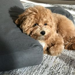 Maltipoo All Grown Up from Maltipoo FurBabies