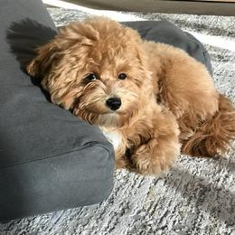 Maltipoo All Grown Up from Maltipoo FurBabies