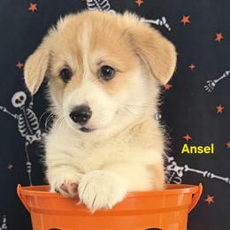 Ansel - Red male Pembroke Welsh Corgi puppy in Murchison, Texas from Cattal Corgis