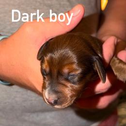 Chocolate chip - Chocolate and tan male Dachshund puppy in Falcon, Missouri from K2D2 Farm