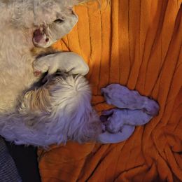 Mickey - White male Maltese puppy in Walker County, Georgia from Heltons Little Gems