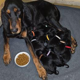 Yellow Collar - Black and tan female Black and Tan Coonhound puppy in Ephraim, Utah from Wanderlust Coonhounds