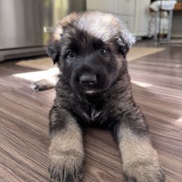 Red collar - Black and beige male Shiloh Shepherd puppy in Watchung, New Jersey from Blue Moon Shilohs