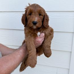 Maverick - Red  male Goldendoodle puppy in Schulenbrug, Texas from Wright Doodles & Poodles