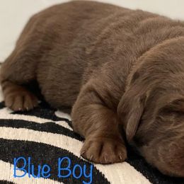 Labrador Retriever Puppies from Travis’ Chocolate Labradors