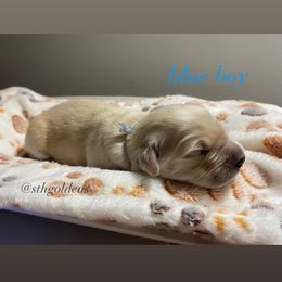 Golden Retriever Puppies from Sweeter Than Honey Golden Retrievers, LLC.