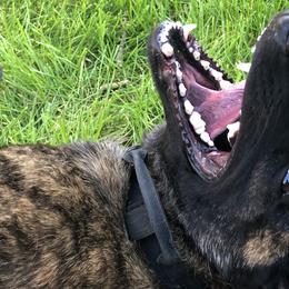 German Shepherds from Mission K9