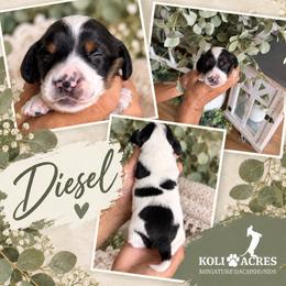 Diesel - Black and tan male Dachshund puppy in Kemp, Texas from Koli Acres