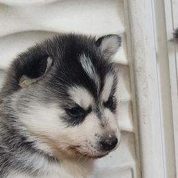 Siberian Husky Puppies from Spirit of the Moon Siberians