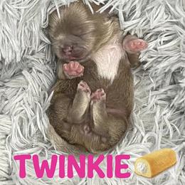 Twinkie - Lilac female Shih Tzu puppy in Springboro, Ohio from Shih Tzus of Springboro LLC.