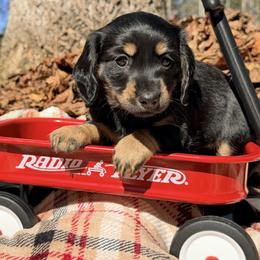 Nova, formerly Elsie 2800 - Black and tan female Dachshund puppy in Hendersonville, North Carolina from Snarky Doxy Miniature Dachshunds