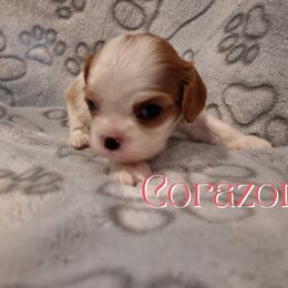 Corazon - Blenheim female Cavalier King Charles Spaniel puppy in Rockville, Maryland from Skais the Limit Cavaliers