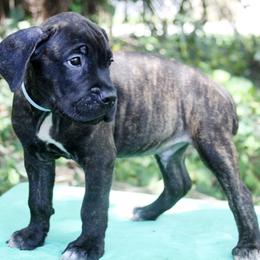 Cane Corso Puppies from Harlow Cane Corso