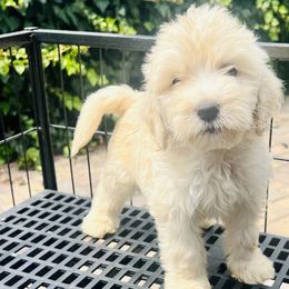 Boy 3 - Sable Aussiedoodle puppy in California from David's Aussiedoodles