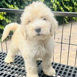 Boy 3 - Sable Aussiedoodle puppy in California from David's Aussiedoodles