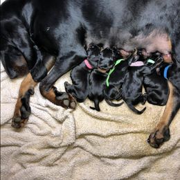 Black and Tan Coonhound Puppies from HawkWillow Hounds
