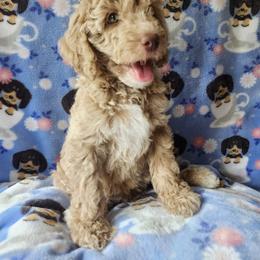 Australian Labradoodle Puppies from Doodle Creek NC Labradoodles