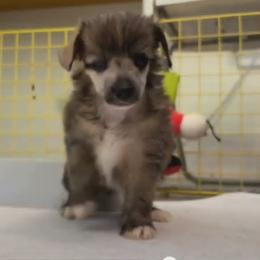 DaoDog Quenn Elizabeth - Palomino female Chinese Crested puppy in Highland Park, Michigan from Family Kennel Dao Dog