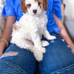 Boy 2 - Blenheim Cavapoo puppy in Utah from The Fairy Paw Mother