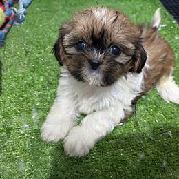 Igor - Tricolor male Shih Tzu puppy in Bourne, Massachusetts from Shih Tzu Pups