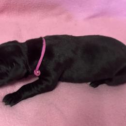 Pink collar female - Black female Great Dane puppy in Bullhead City, Arizona from Colra Danes