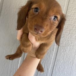 Dachshund Puppies from Long Dog Ranch