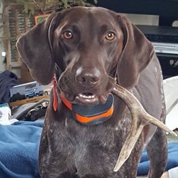 German Shorthaired Pointers from Star Center Kennels