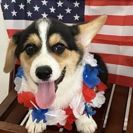 Pembroke Welsh Corgi Puppies from Becky's Pembroke Welsh Corgis