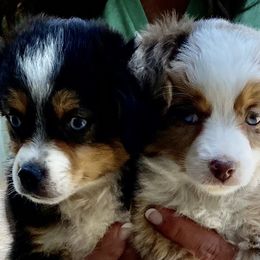 Toy Australian Shepherd puppies from Tumblin T Aussies and Aussiedoodles
