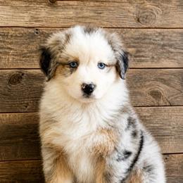 Daisy - has tail - many videos - Blue merle female Australian Shepherd puppy in Irmo, South Carolina from Triple S Farms