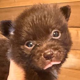 Reed - Chocolate male Pomeranian puppy in Port Angeles, Washington from Pacific Northwest Pomeranians