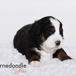 Bernedoodle Puppies from Bernedoodle Bliss