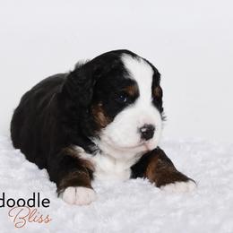 Bernedoodle Puppies from Bernedoodle Bliss