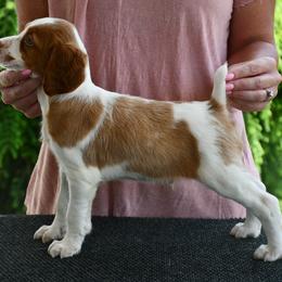 Max - Orange and white male Brittany puppy in Hollidaysburg, Pennsylvania from Royal Flush Farms