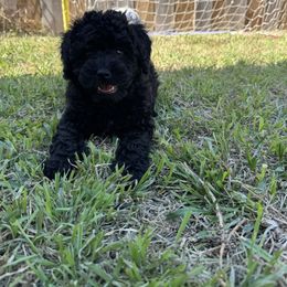 Sirius Black - Black Cavapoo puppy in Selma, Texas from Sage Mini Doodles