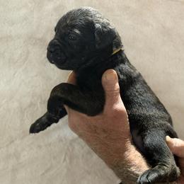 Yellow - Black female Cane Corso puppy in Paris, Texas from Knucklehead Cane Corso