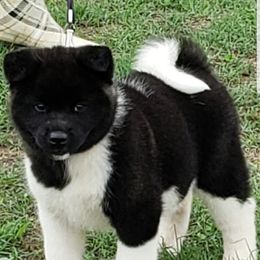 Akita Puppies from Magnolia Akitas