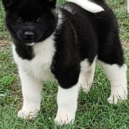Akita Puppies from Magnolia Akitas