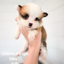 Yellow - Catherine of Aragon (fluffy) - Red female Pembroke Welsh Corgi puppy in Milan, Georgia from Williams’ Welsh Corgis LLC