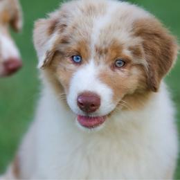 Rmm3 - Red merle male Australian Shepherd puppy in Stephenville, Texas from Diamond H Aussies
