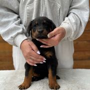Red Collar - Boy - Black and tan male Beauceron puppy in Bakersfield, California from Von Zirbes Hundehutte