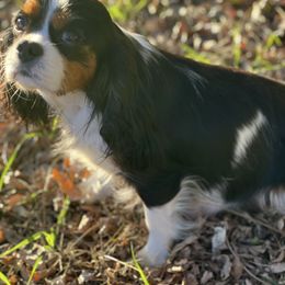 London - Cavalier King Charles Spaniel