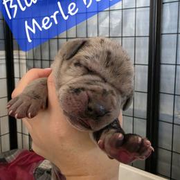 Blue Collar Boy - Merle male Great Dane puppy in Longview, Texas from Lazy A Danes