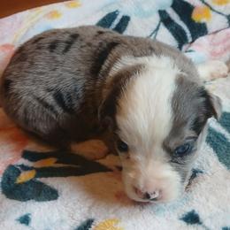 Storm - Blue merle male Miniature Australian Shepherd puppy in Penn Valley, California from Ghostfire Mini Aussies