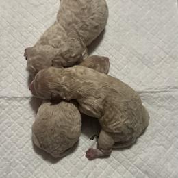 Cloud (CKC) - White male Poodle puppy in Chattanooga, Tennessee from SoftPaw Kennels