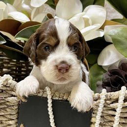 English Springer Spaniel Puppies from Cedarhaven Springer Spaniels