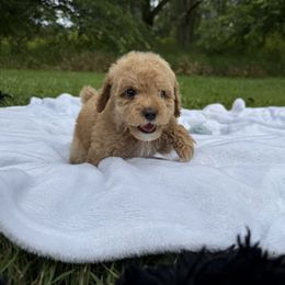 Milan - Apricot female Poodle puppy in Allentown, Pennsylvania from Poodles Are Mixy