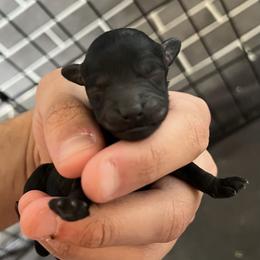 Girl 2 - Black female Poodle puppy in Lees Summit, Missouri from Divine K9s LLC